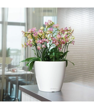 baltas lechuza vazonas classico