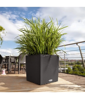 pilkas lechuza vazonas