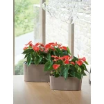 Квітковий ящик Lechuza Delta Premium 2