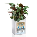 Горщик для квітів Lechuza Cursivo 2