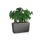 Стильний вазон Lechuza Cararo 5