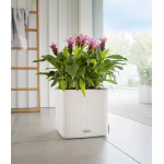 lechuza vazonai internetu 3