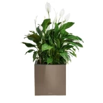 lechuza vazonas canto premium rudas 1