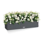 lechuza lovelis gelems tamsiai pilkas 8