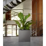 pilkas vazonas ofisui lechuza 2